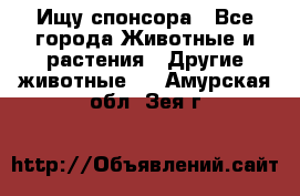 Ищу спонсора - Все города Животные и растения » Другие животные   . Амурская обл.,Зея г.